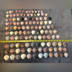 120 - Sanibel Island Scallop Seashell Collection.  Great for crafters!!
